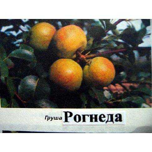 Груша рогнеда: описание и характеристики сорта, посадка и уход, хранение урожая