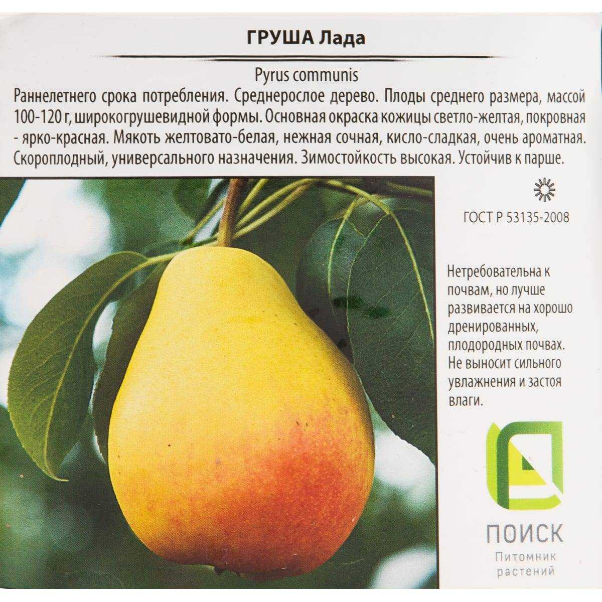 Груша лада. описание сорта, фото, отзывы, опылители, морозостойкость, выращивание