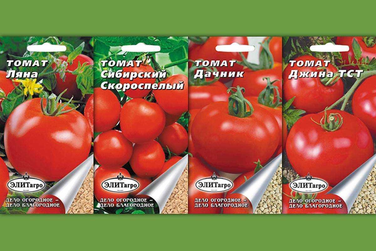 Сорт помидоров дачник: описание раннего сорта томатов, посадка и уход, правила выращивания, вкусовые качества, отзывы дачников и фото