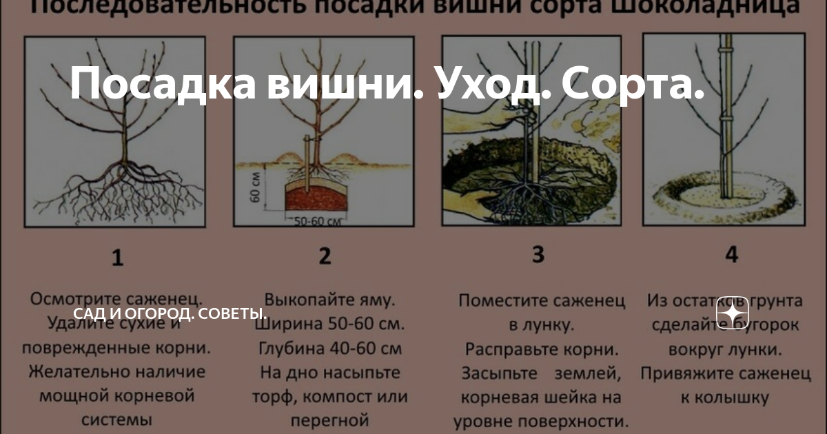 ᐉ дерево черешня: посадка и уход, фото, обрезка, прививка, описание сортов, болезни и вредители - roza-zanoza.ru