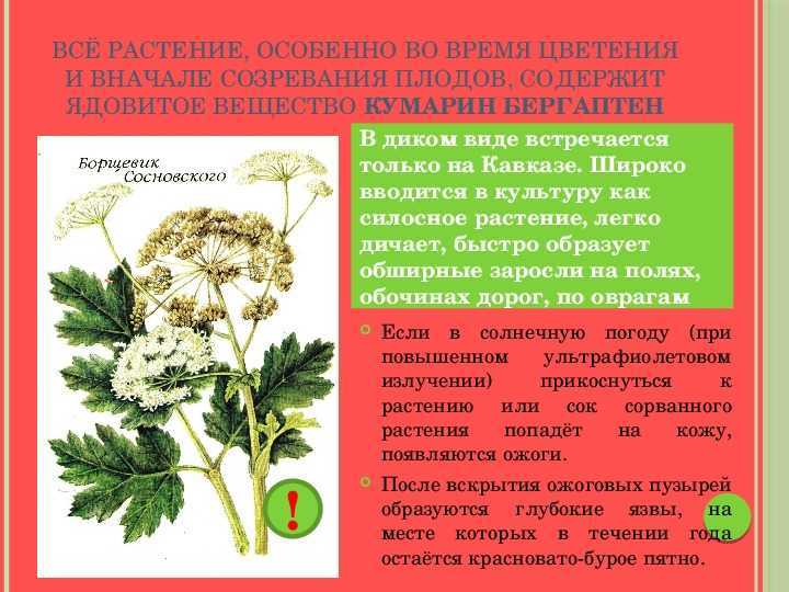 Постия вяжущая: описание, где растет, как выглядит, отличительные признаки, съедобна ли эта разновидность или нет Симптомы отравления грибом, оказание первой помощи, фото и видео