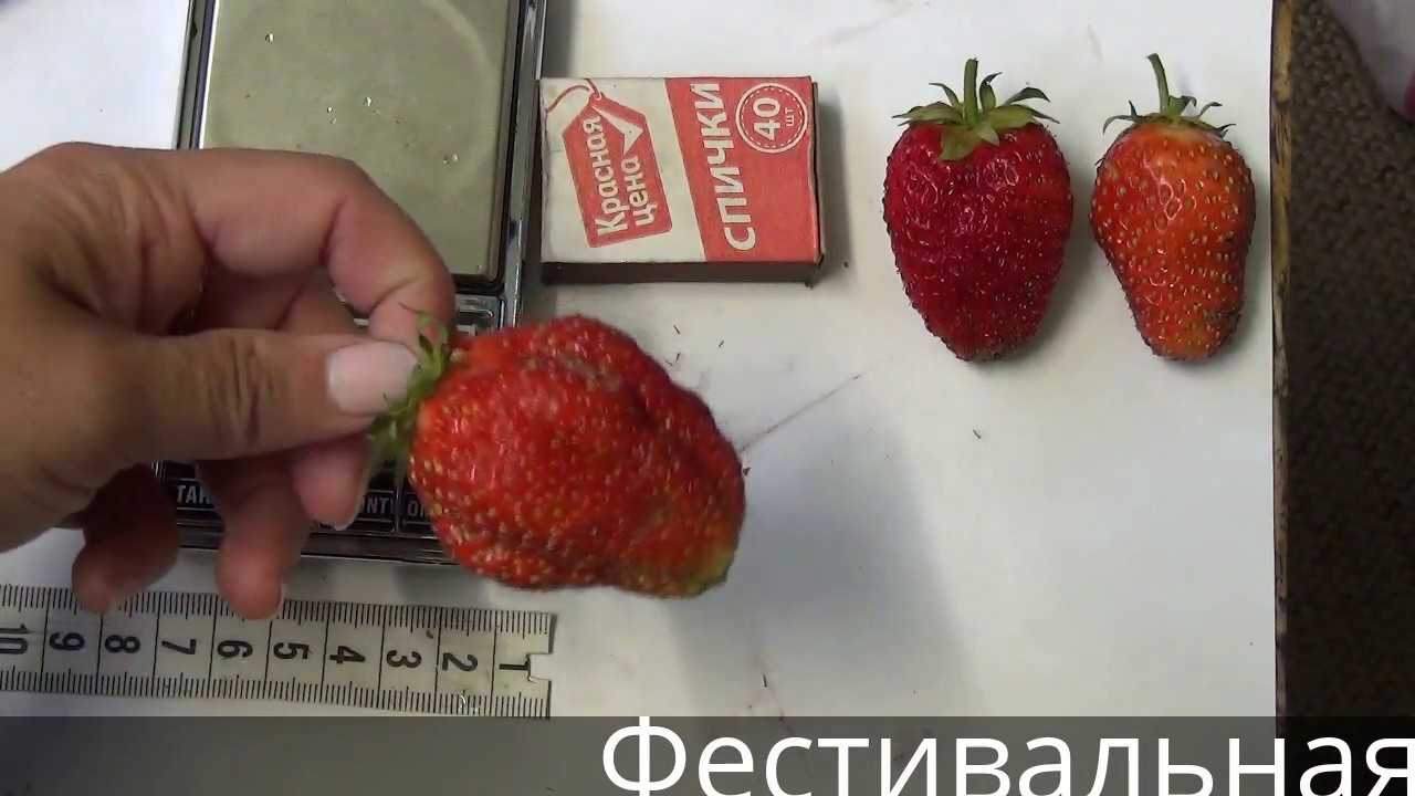 Клубника слоненок: описание сорта садовой земляники, отзывы