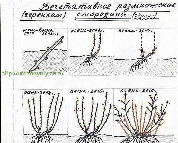 Сорт смородины красная ранняя (красная ранняя сладкая): внешний вид и описание сорта, фото | сортовед