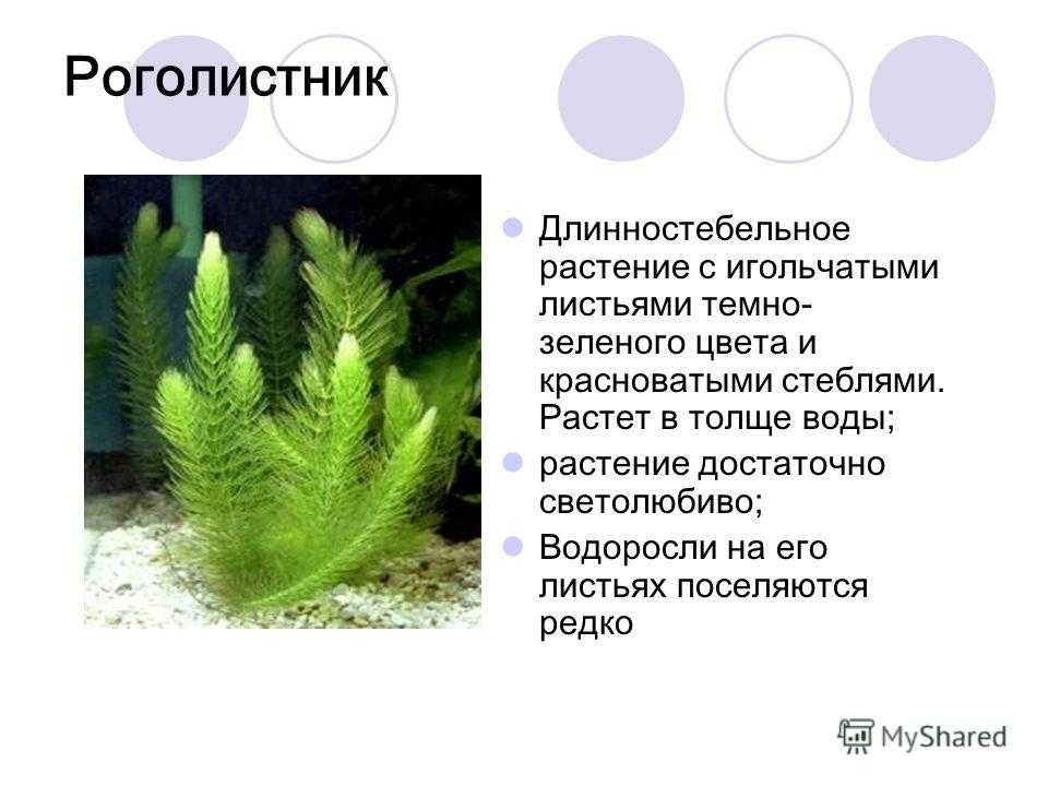 Как употреблять рогоз в пищу, и другие полезные применения этого «растения для выживания»