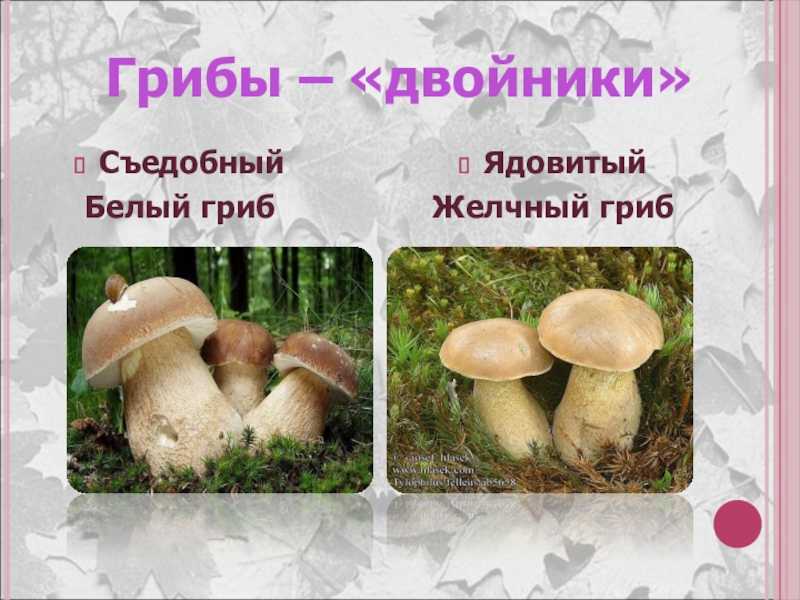 Окаймленный трутовик: описание, вред и полезные свойства