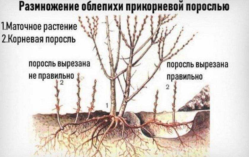 Облепиха посадка и уход в открытом грунте