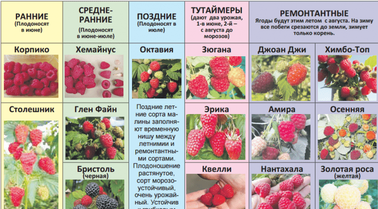 Ежевика садовая: посадка и уход, 5 золотых правил