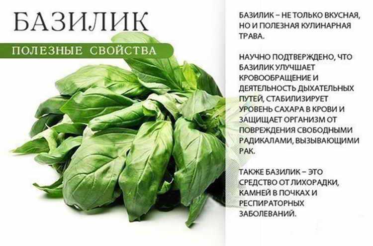 Грибы оленьи рожки: описание, съедобные или ядовитые, как приготовить