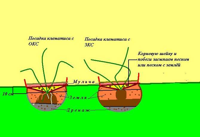 Как размножить шиповник семенами