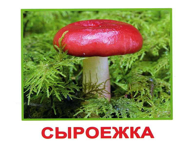 Сыроежка — основные виды, места обитания, лечебные свойства, сбор и готовка + 80 фото