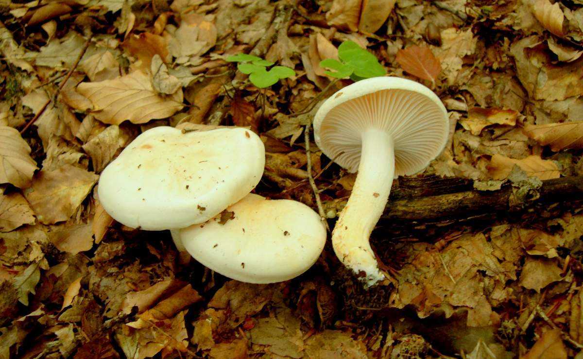 Гриб гигрофор (hygrophorus): где растет, виды, фото, когда собирать