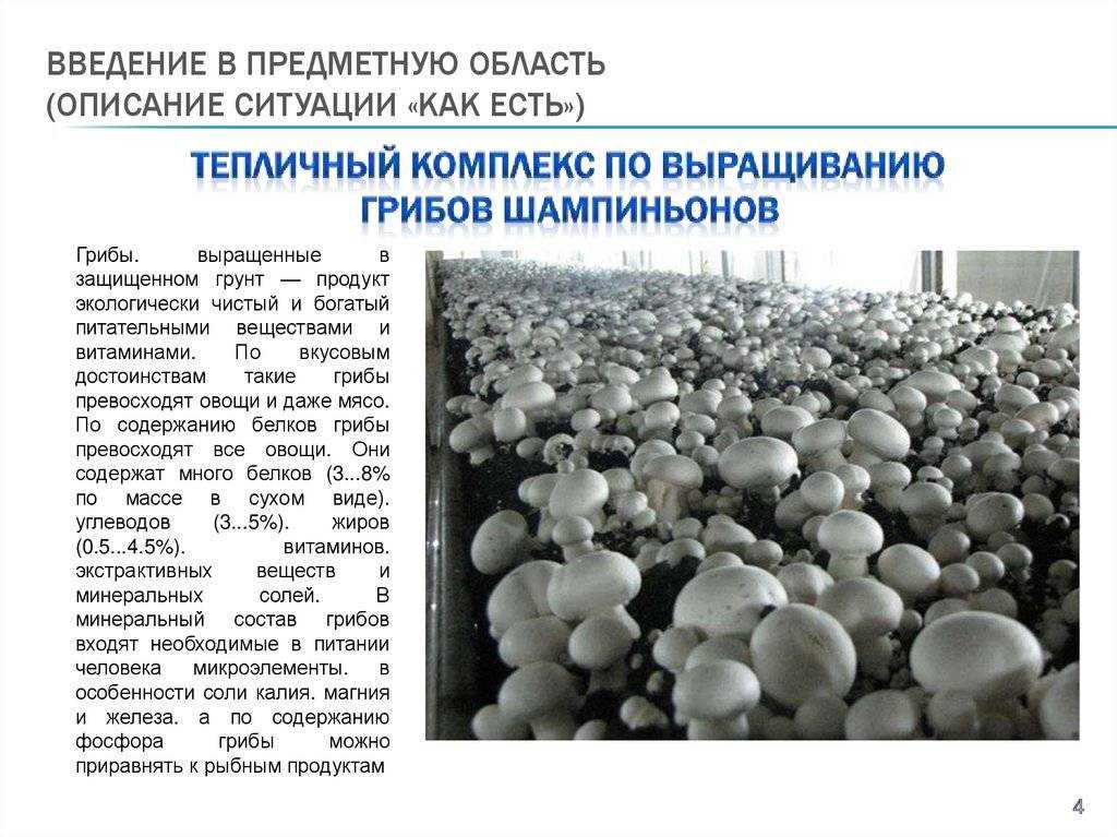 ✅ королевские шампиньоны: чем отличаются от обычных белых, грибы с коричневой шляпкой - tehnoyug.com