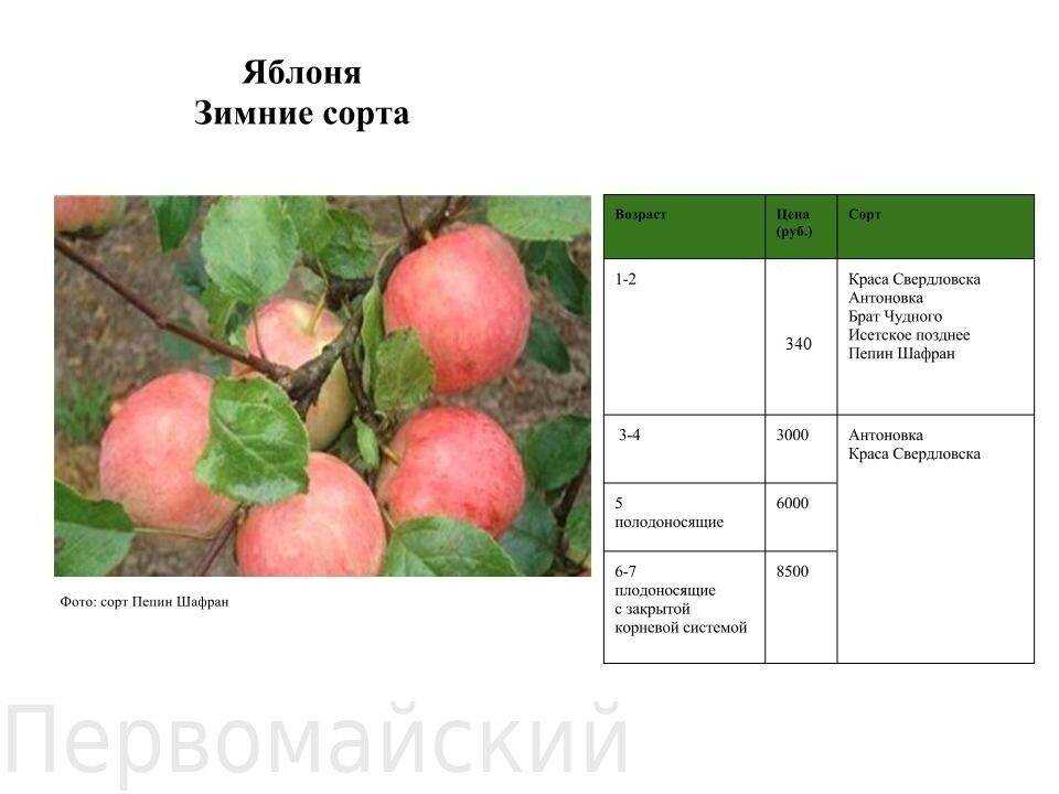 Яблоневый сад: современные технологии