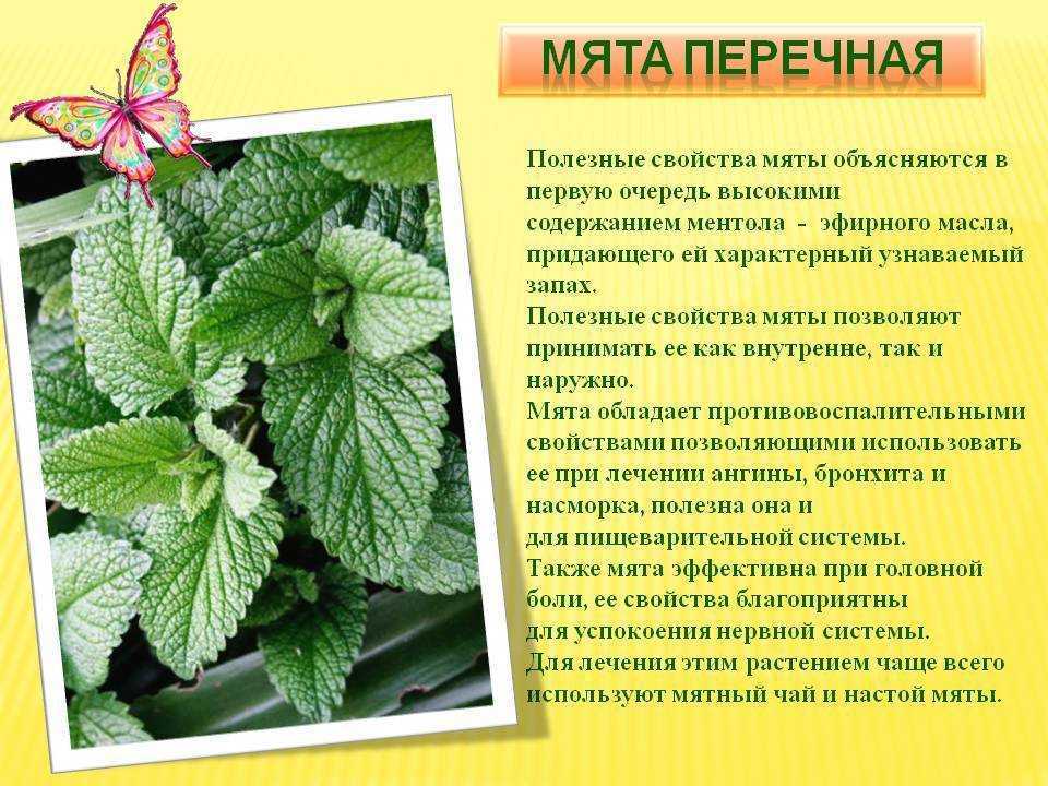 Мята и не мята — как различать, использовать и где посадить? виды, особенности, выращивание. фото — ботаничка