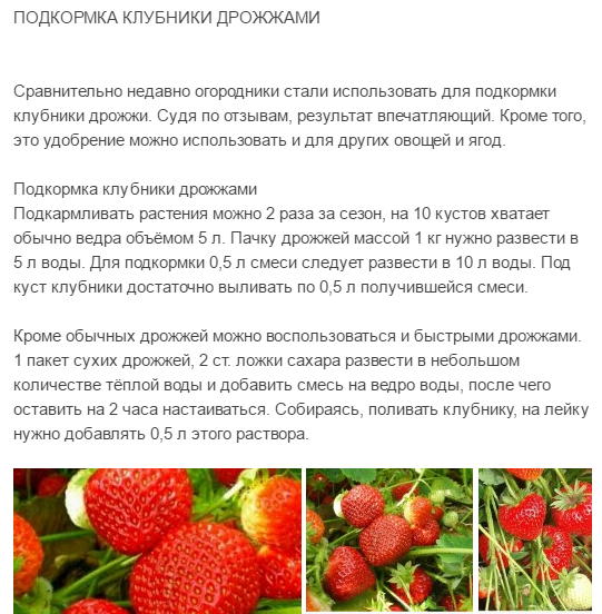 Малина «глен ампл», «глен кое» и «глен файн»: высокопродуктивные шотландские сорта