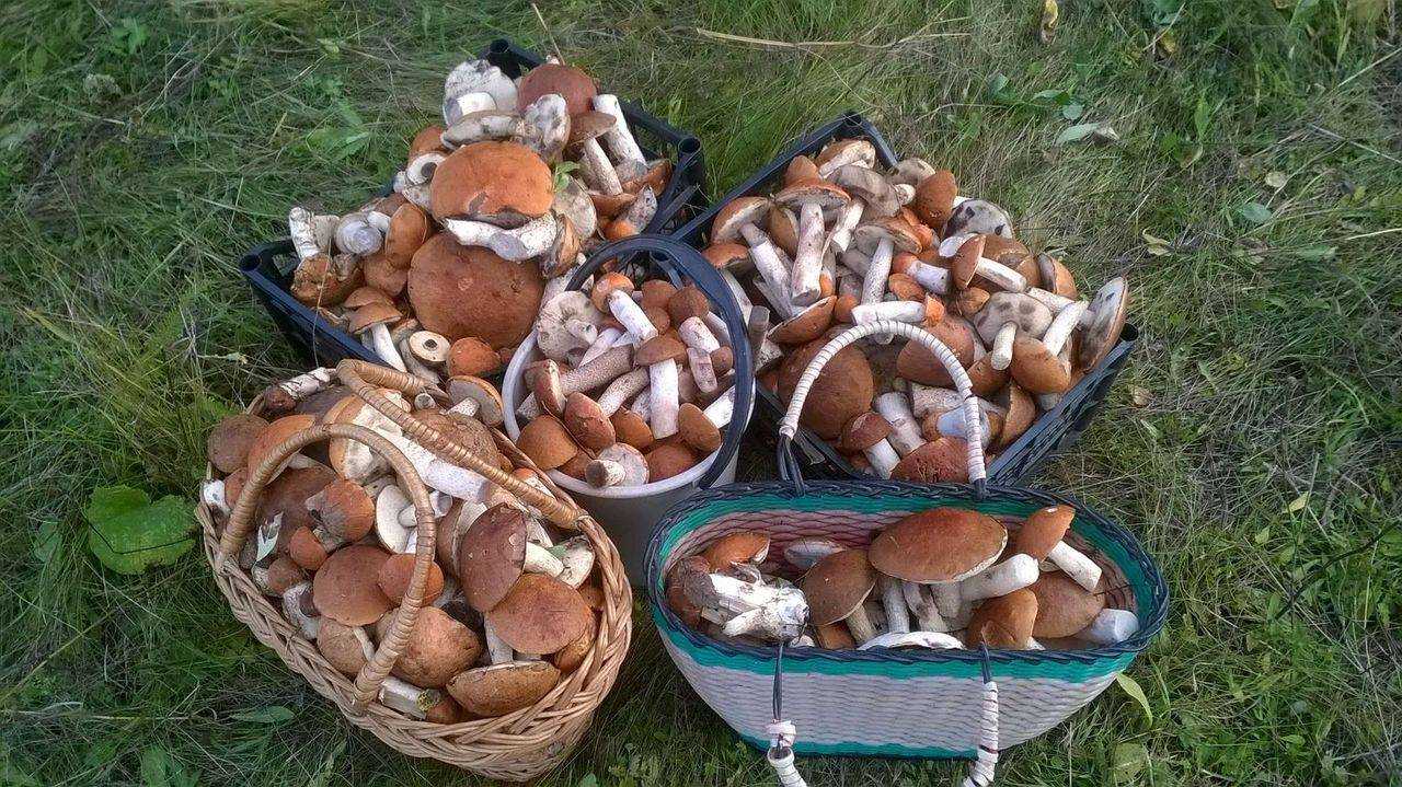 Боровик (гриб) – описание, виды, где растет, фото