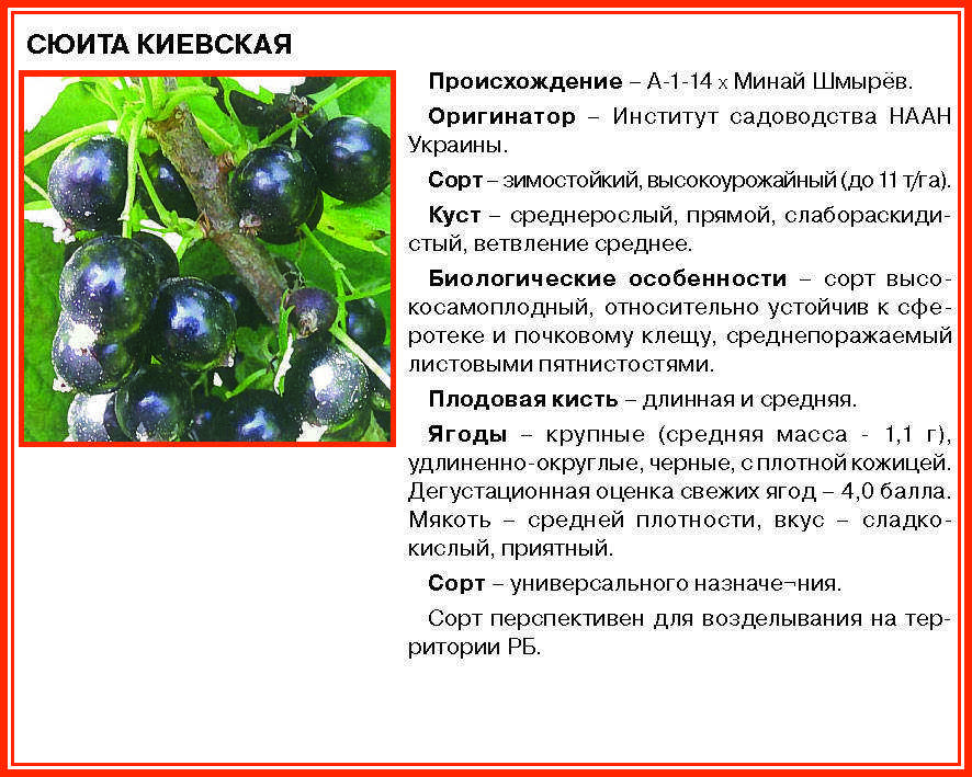 Чёрная смородина экзотика: как вырастить крупноплодный сорт на своём участке?