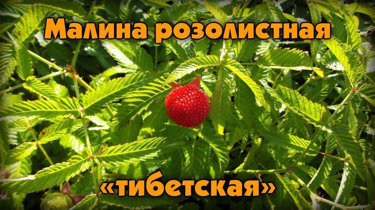 Земляничная тибетская малина - прекрасна и опасна