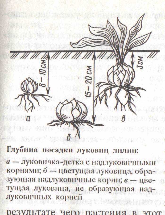 Пересадка можжевельника: оптимальное время, описание процесса, уход после, выбор времени года, на другое место, как посадить, как провести грамотно, фото