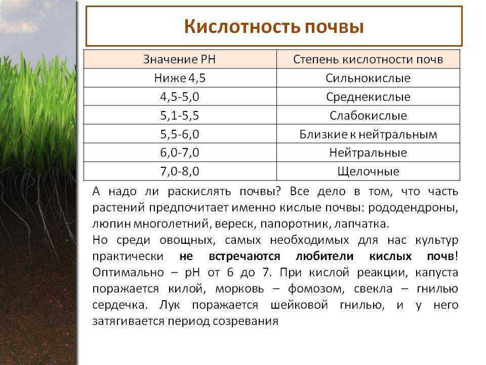 Грунт для хвойных растений: как выбрать, что влияет на состав, как сделать самостоятельно