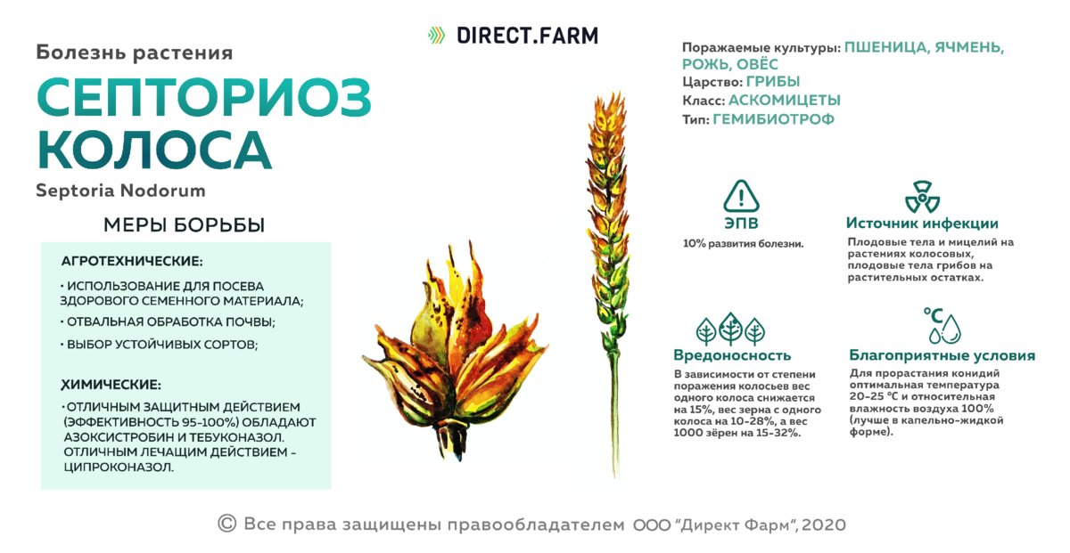 Болезни шиповника: мучнистая роса, черная пятнистость, ржавчина, септориозная пятнистость Методы лечения, основные вредители культуры, способы борьбы
