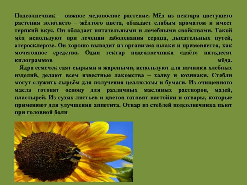 Подсолнечный мед: описание, полезные и лечебные свойства