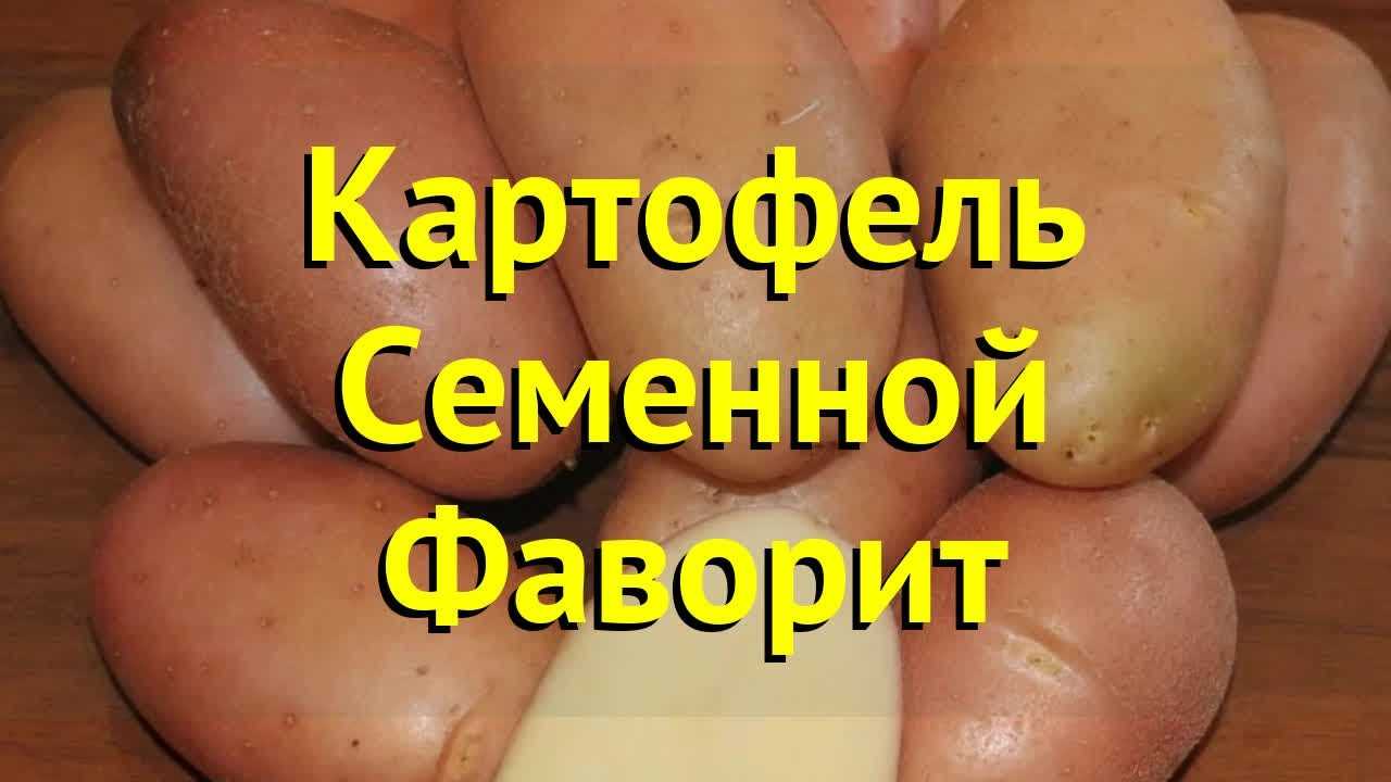 Картофель аврора – описание сорта, фото, отзывы