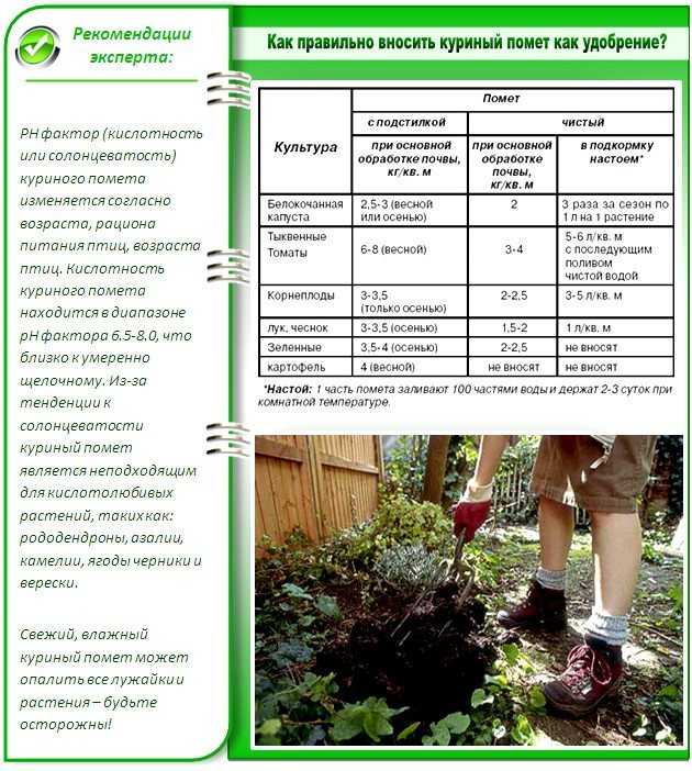 Куриный помет как удобрение: как правильно разводить и применять в качестве подкормки, как сделать настой, для каких растений подходит