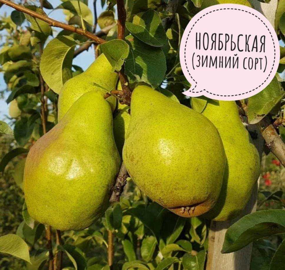 Груша ноябрьская: описание сорта, фото, отзывы, опылители