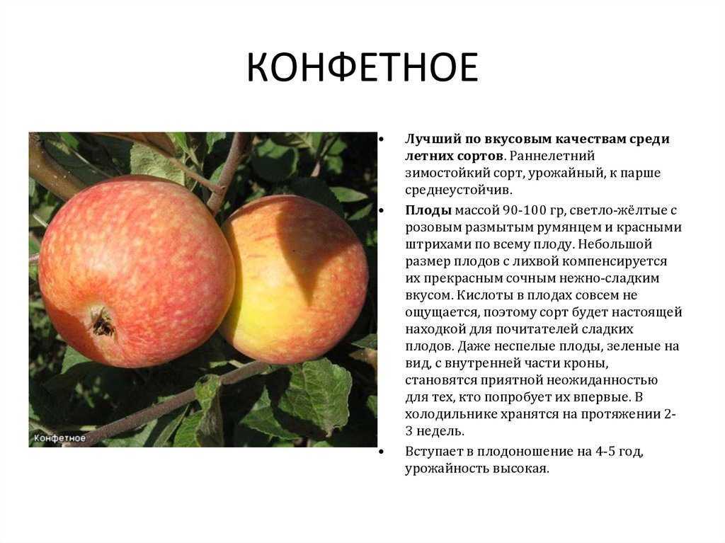 Сорт яблони конфетное: фото с описанием, отзывы, регионы произнрастания, рейтинг