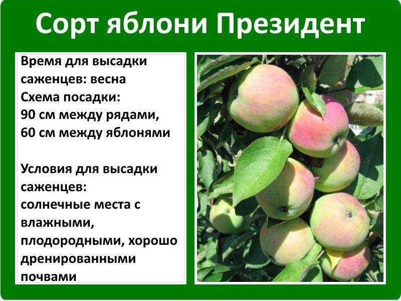 Яблоня «имант»: характеристики и описание сорта, особенности посадки и ухода за деревом, фото