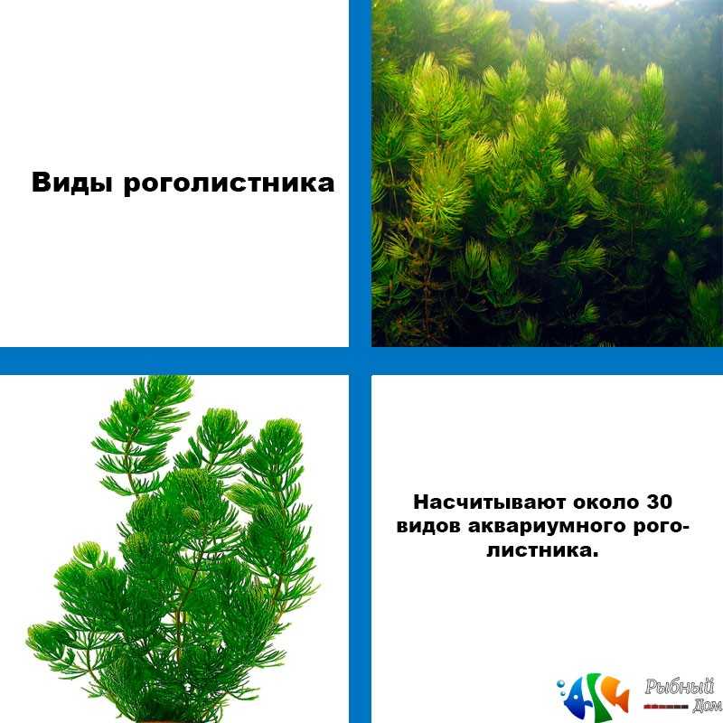 Съедобный каштан фото как отличить где и как растет