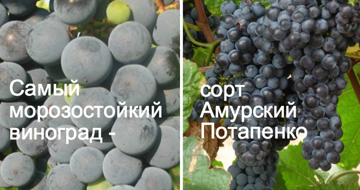 Виноград амурский: описание сорта, посадка и уход, размножение черенками с фото