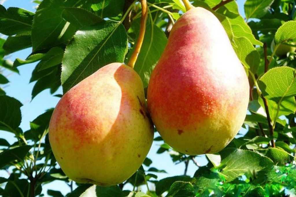 Груша северянка: описание, характеристика и посадка сорта