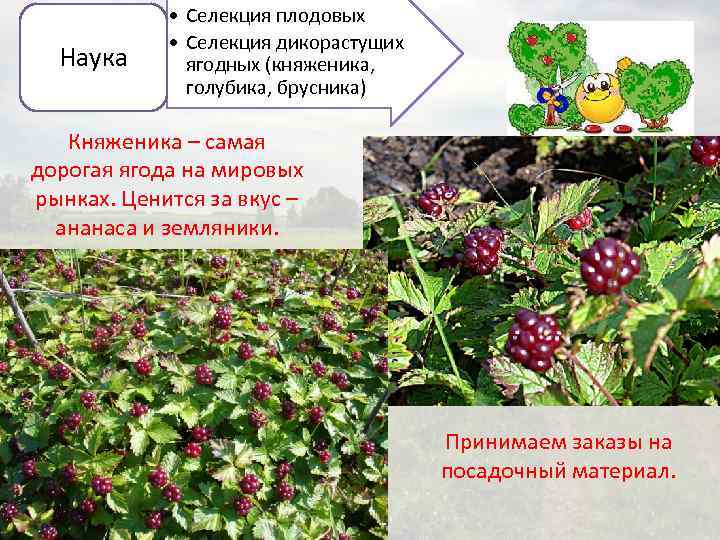 Описание ягоды костяники