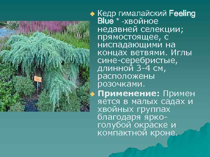 Как вырастить кедр у себя на участке: советы, рекомендации, правила посадки и уход