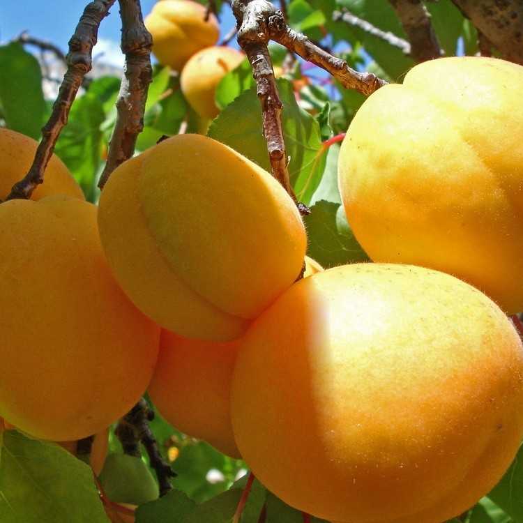 Абрикос десертный: реальные отзывы, преимущества, описание, фото