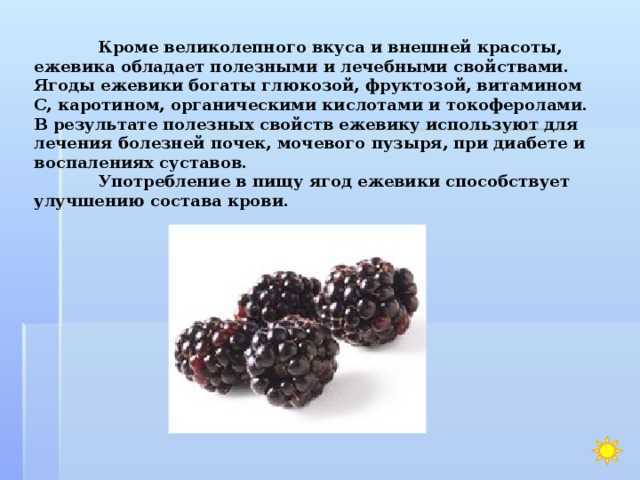 Ежевика польза и вред для здоровья организма