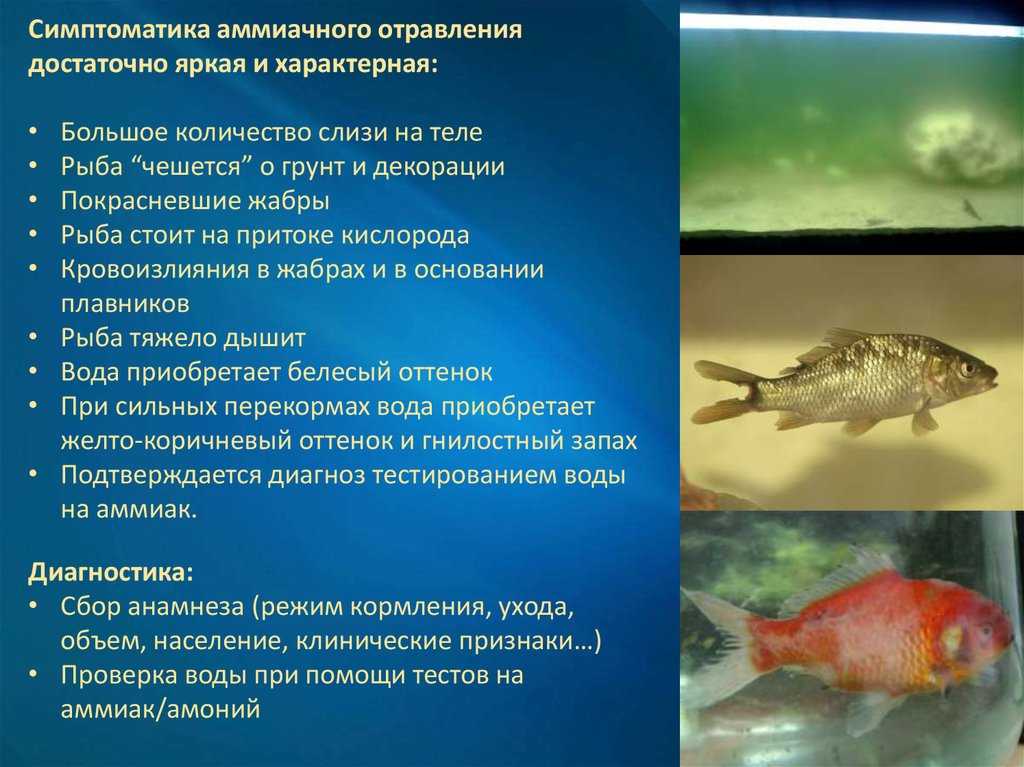 Симптомы отравления | энтеросгель
