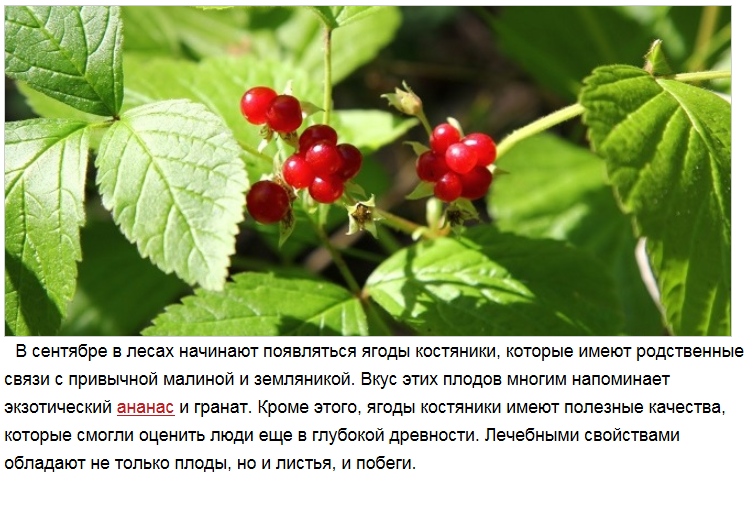 Костяника ягода - фото и описание, полезные свойства