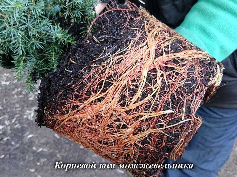 Как в домашних условиях красить древесную щепу для декора сада Существует немало способов, каждый позволяет проявить фантазию, однако следует осторожно подбирать краску