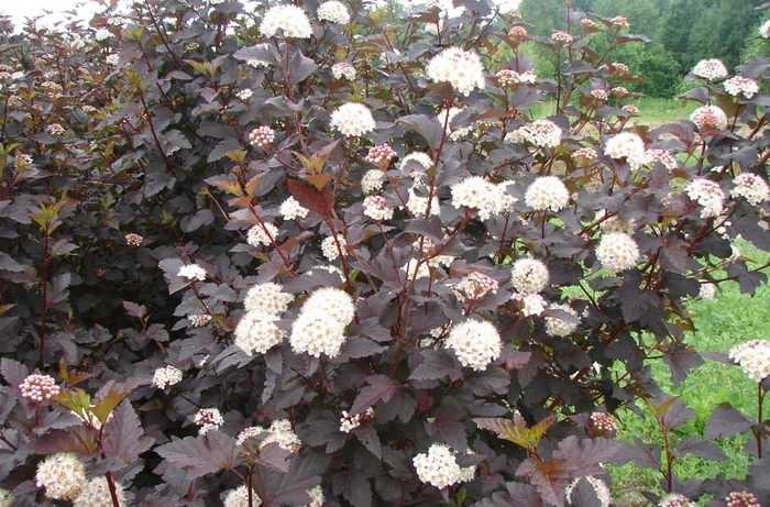 Пузыреплодник калинолистный диабло (physocarpus opulifolius diablo dor)