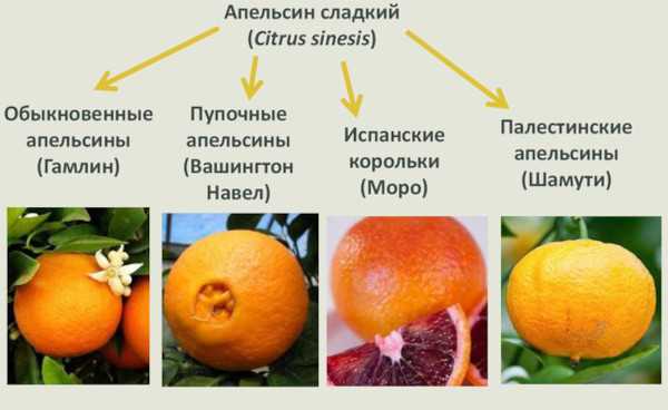 Апельсин как комнатное растение. сорта для выращивания дома
