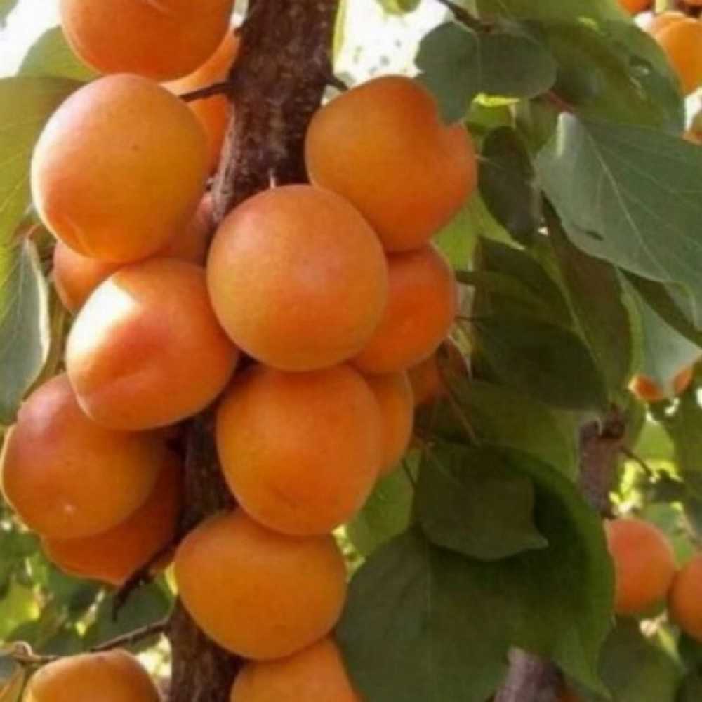 ✅ абрикос алёша: описание и характеристика сорта, посадка и уход, фото - tehnoyug.com