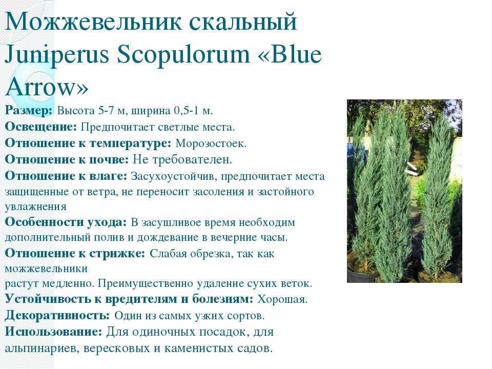 Можжевельники: лучшие сорта, фотокаталог с описанием