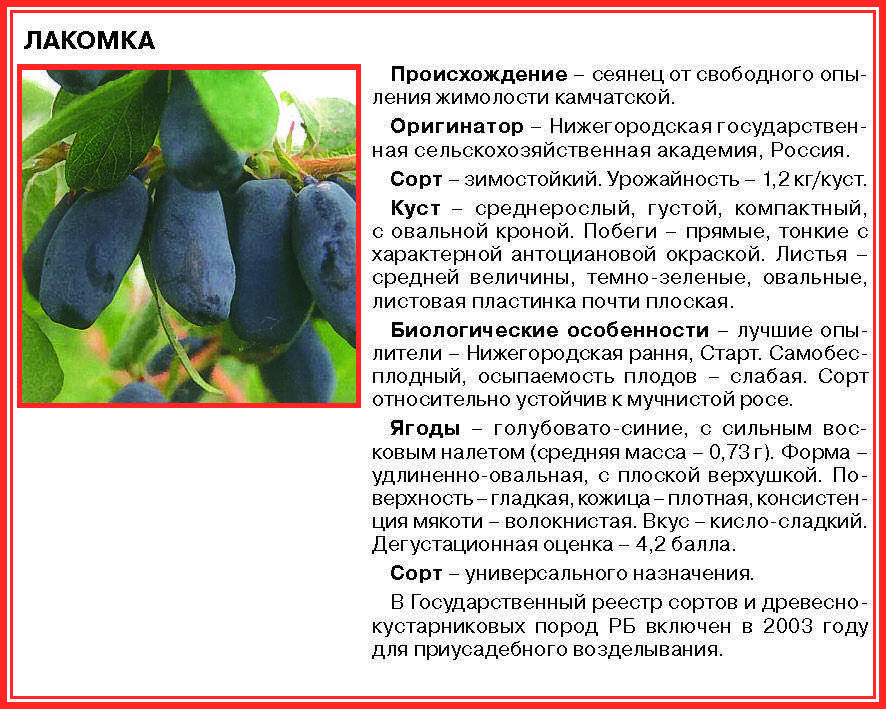 Сорта жимолости для сибири (сладкие, крупные): особенности выбора для сибирского климата, рекомендуемые съедобные и декоративные сорта