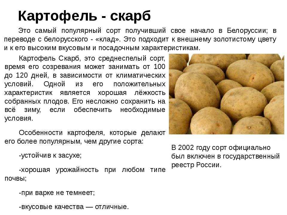 Картофель хозяюшка: описание сорта, фото, отзывы о вкусовых качествах и сроках созревания, особенности хранения и выращивания, характеристика урожайности