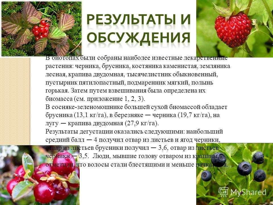 Костяника — описание, польза и вред ягоды для организма, состав и калорийность, фото