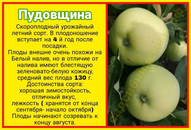 ✅ яблоня энтерпрайз — описание сорта, фото, отзывы - cvetochki-penza.ru