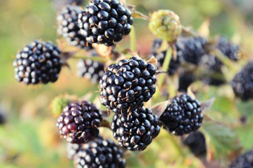 ✅ сорт ежевики аучита (оачита, уошито): описание с фото, достоинства и недостатки, отзывы - tehnoyug.com